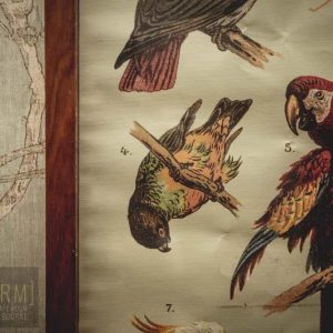 tropical bird wallpaper